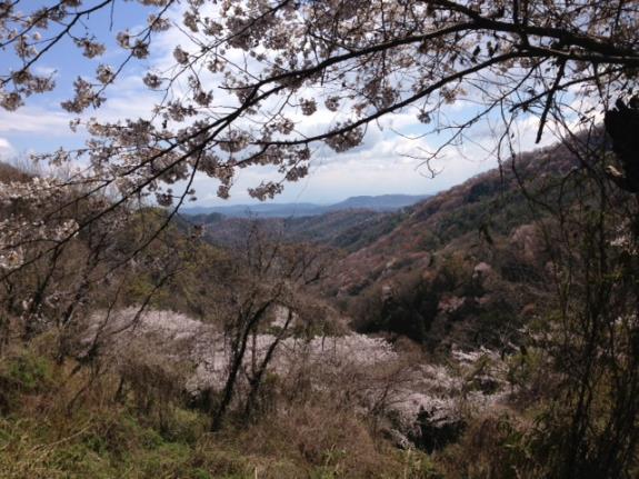 大野街道～桜谷の吉野桜